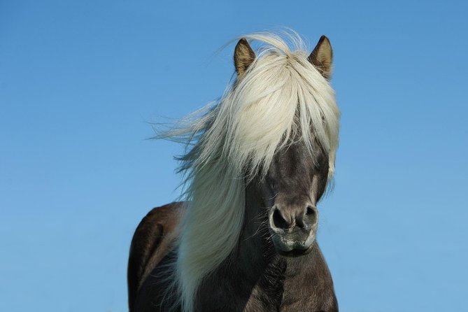 Viking Horse Riding and Golden Circle Tour from Reykjavik - Timing, pickup, and the full-day rhythm