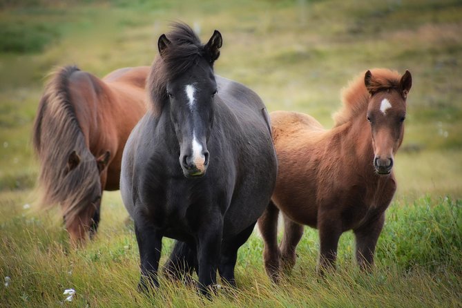 Viking Horse Riding and Golden Circle Tour from Reykjavik - Who should book this Iceland day trip