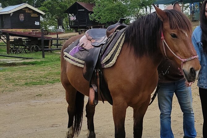 Visit a Farm and Horseback Riding in Nature - Meeting Horses and Touring the Farm