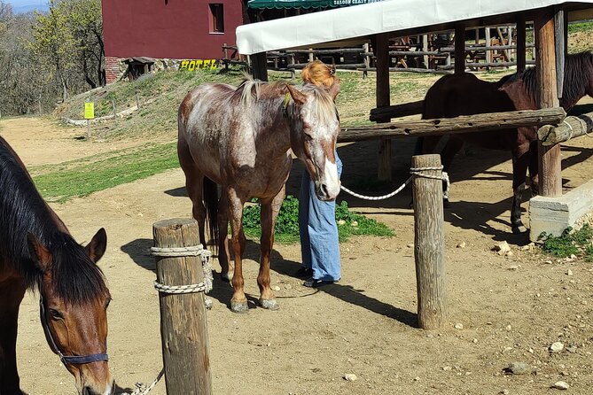 Visit a Farm and Horseback Riding in Nature - What $102.56 Means in Practice