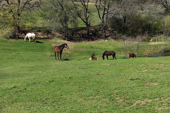Visit a Farm and Horseback Riding in Nature - Who Will Enjoy This Afternoon Most