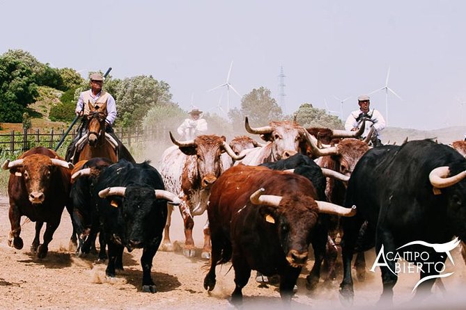 Visit Alvaro Domecq Horses and Brave Bulls in Freedom - A Morning With Bulls, Horses, and Open Country