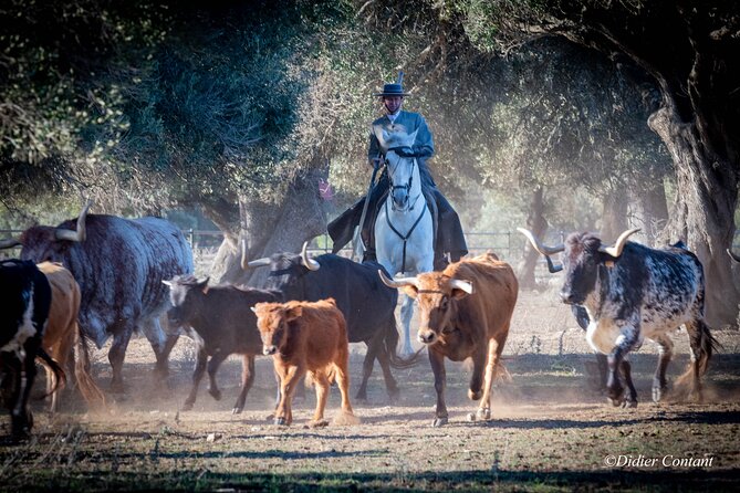 Visit Alvaro Domecq Horses and Brave Bulls in Freedom - Getting to A Campo Abierto From Jerez