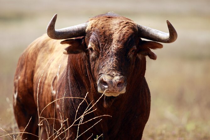 Visit Alvaro Domecq Horses and Brave Bulls in Freedom - Seeing the Torrestrella Brave Bulls