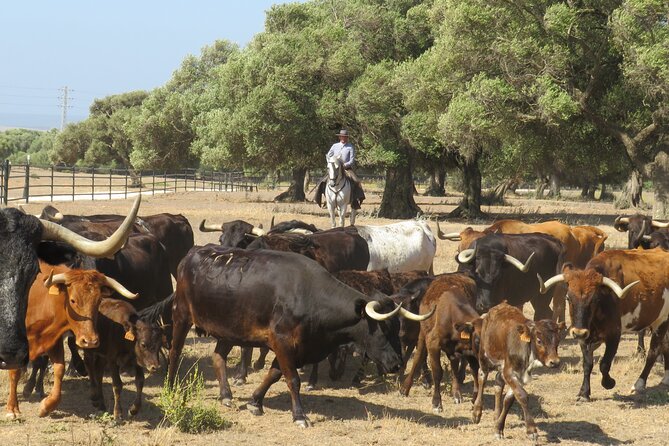 Visit Alvaro Domecq Horses and Brave Bulls in Freedom - Who Will Enjoy This Most