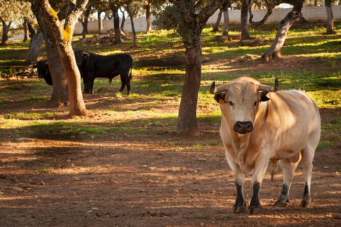 Visita Entre Toros y Caballos - Key points to know before you go
