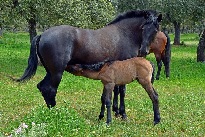 Visita Entre Toros y Caballos - The horses and the human side of the ranch
