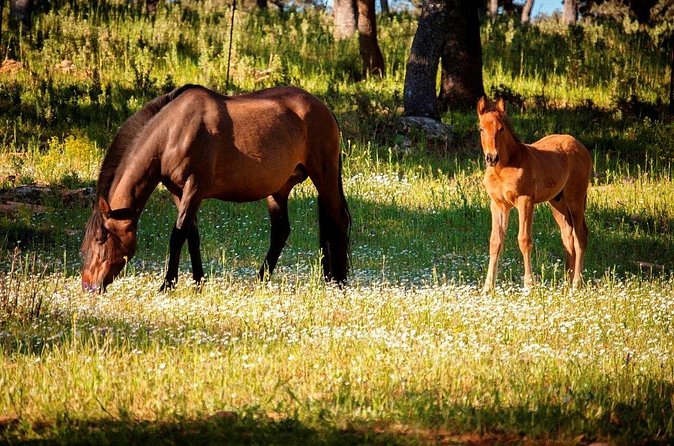 Visita Entre Toros y Caballos - How long it takes and what the $36.16 price buys