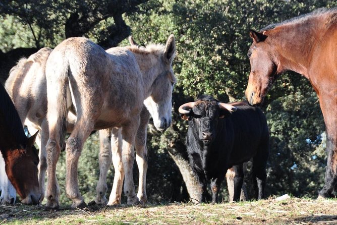 Visita Entre Toros y Caballos - Seeing bulls and horses across the oak pasture