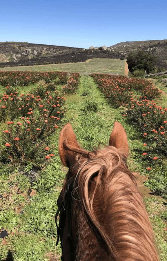 Vrede en Lust Wine Estate: 2H Horse Trail - Who should book this ride?