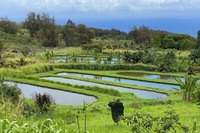Waipi’o on Horseback: Mountain Ocean Views Working Cattle Ranch