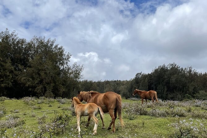 Waipi’o on Horseback: Mountain Ocean Views Working Cattle Ranch - Guides who add meaning to the ride