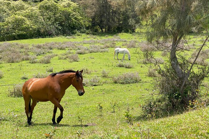 Waipi’o on Horseback: Mountain Ocean Views Working Cattle Ranch - Who will enjoy this ranch ride most?