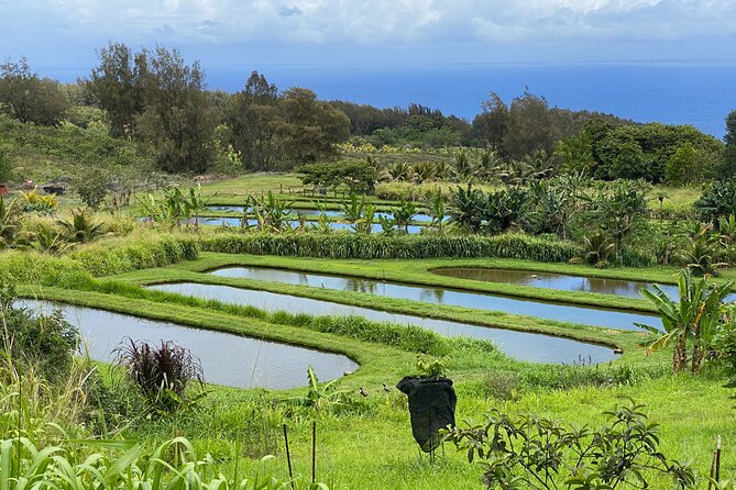 Waipi’o on Horseback: Mountain Ocean Views Working Cattle Ranch - Fruit trees, fishponds, and ranch life