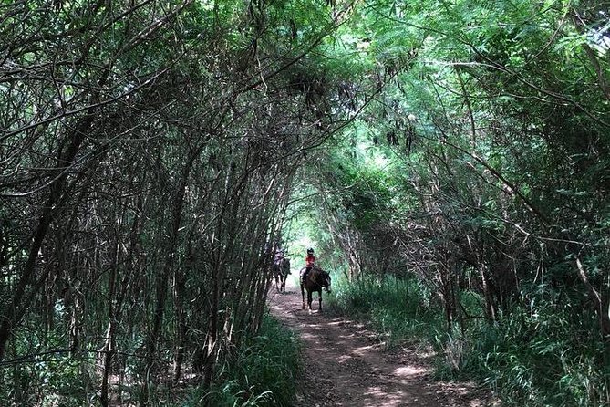 West Maui Mountain Waterfall and Ocean Tour via Horseback - Price, timing, and the real value