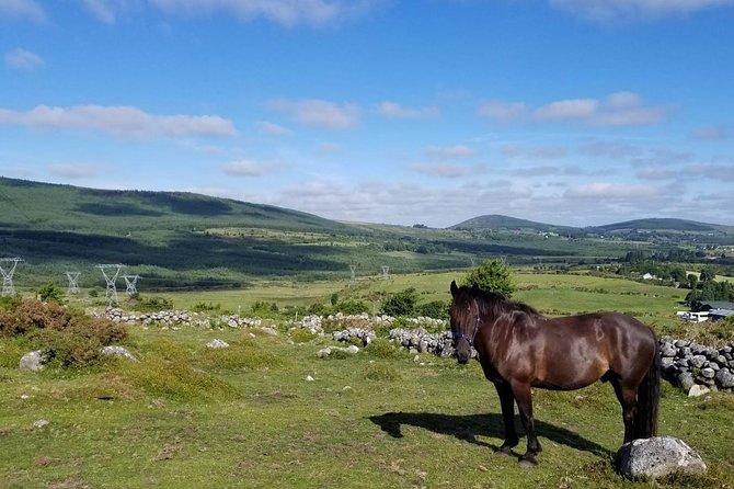 Wicklow Mountains Horse Trekking - The short lesson for first-time riders