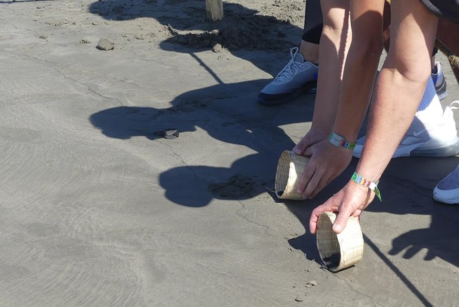 Wild & Free: Lagoon Boat, Beach Horseback, Crocs & Turtle Release - Lunch, drinks, and the price of the day