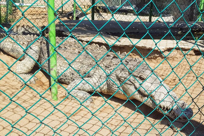 Wild & Free: Lagoon Boat, Beach Horseback, Crocs & Turtle Release - Who will enjoy this experience most