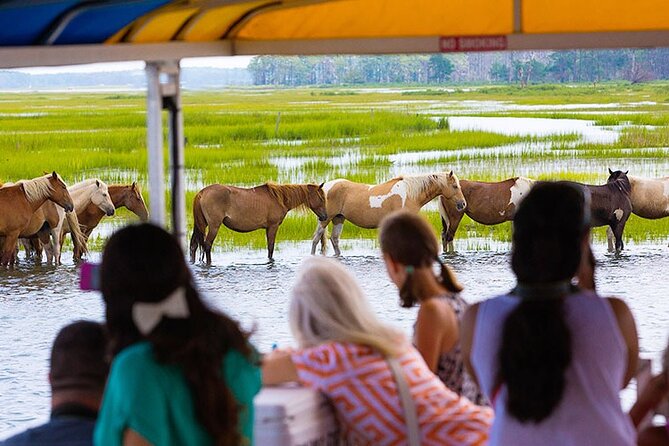 Wild Pony Watching Boat Tour from Chincoteague to Assateague - Along the Assateague Island shoreline