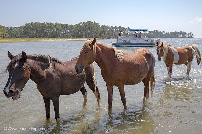 Wild Pony Watching Boat Tour from Chincoteague to Assateague - Who will enjoy this boat ride most