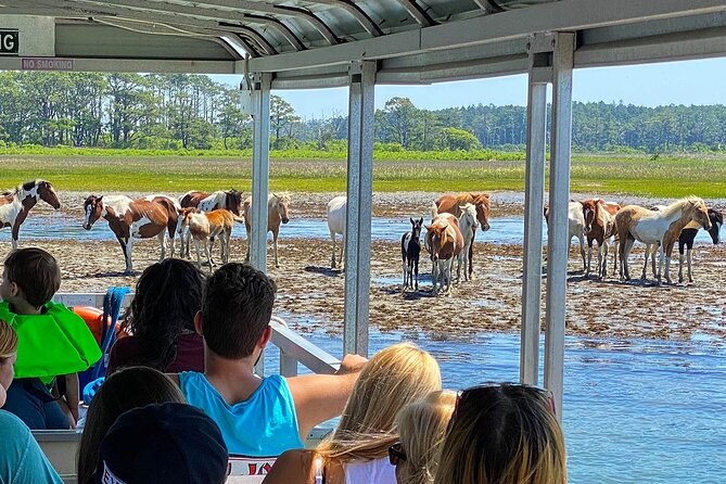 Wild Pony Watching Boat Tour from Chincoteague to Assateague - Leaving from Chincoteague’s Curtis Merritt Harbor Drive