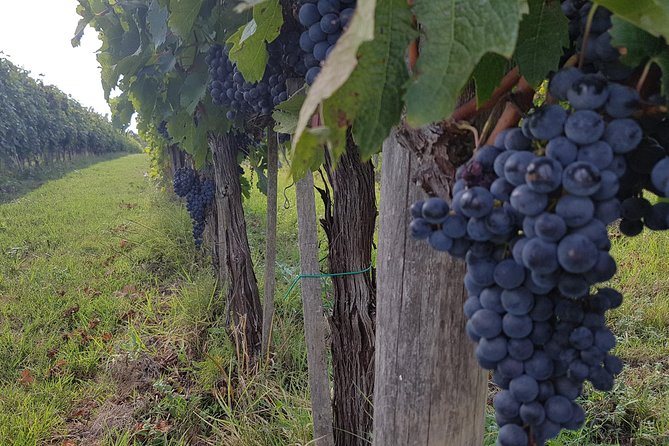 Wine tasting and horseback riding in Montepulciano, in Tuscany from Rome - Exploring Montepulciano beyond the cellar