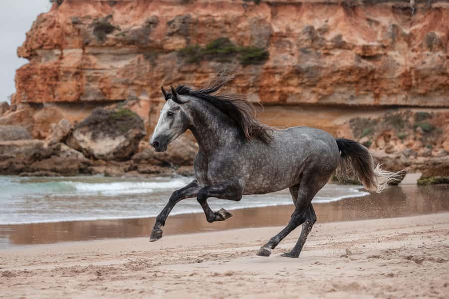Zanzibar: Horseback Riding and Turtle Aquarium Visit - Photos, water time, and practical expectations