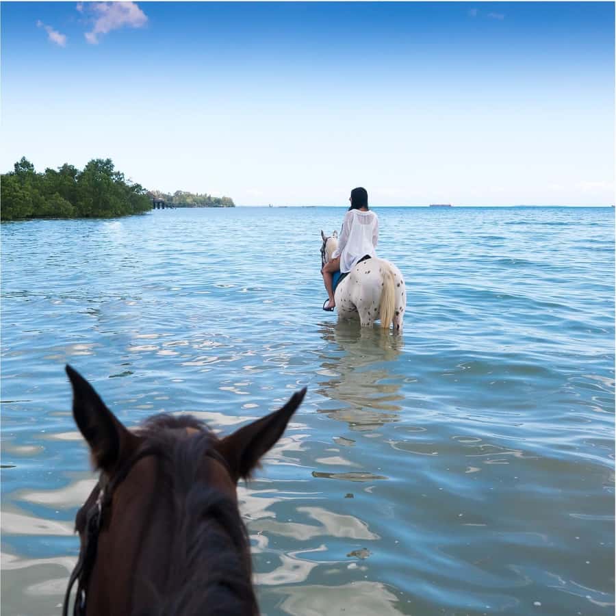 Zanzibar: Horseback Riding and Turtle Swimming Tour - What the six-hour Zanzibar tour is really like
